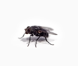 black fly on white surface