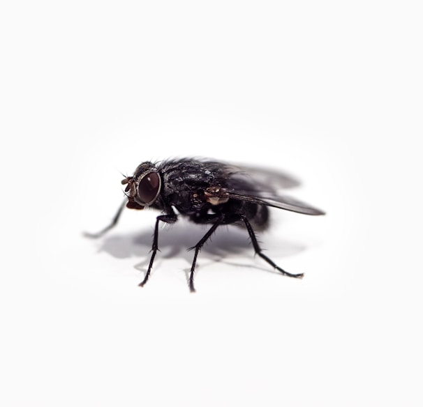 black fly on white surface
