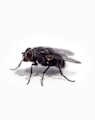 black fly on white surface