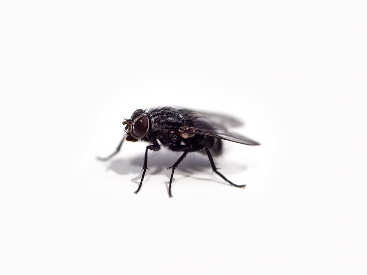 مگس