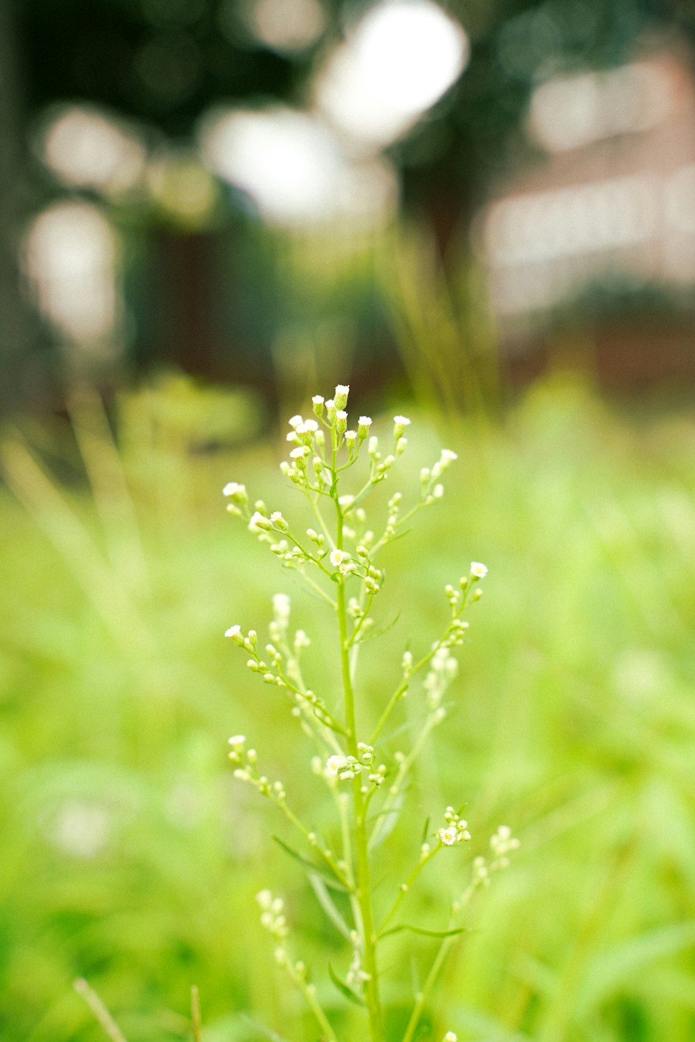 green plant in tilt shift lens