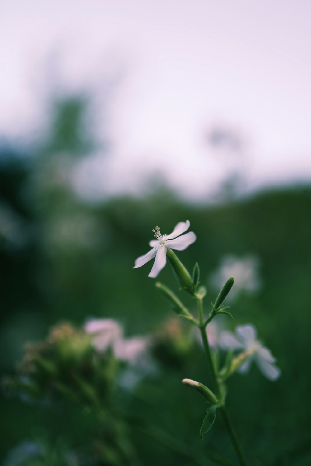 white flower in tilt shift lens