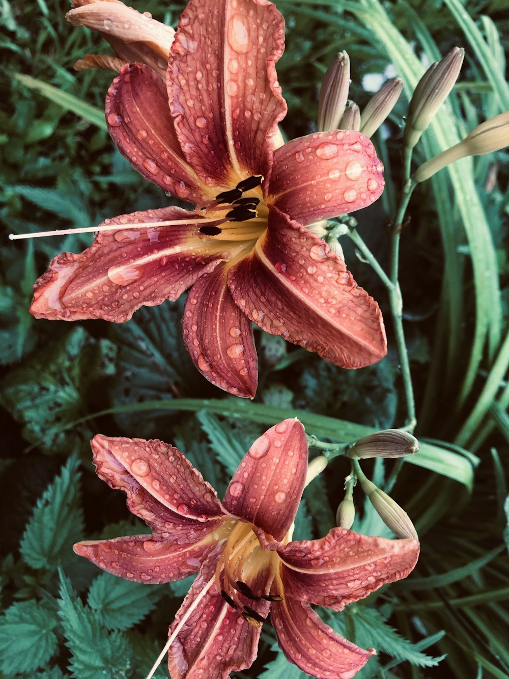 red and yellow flower in close up photography