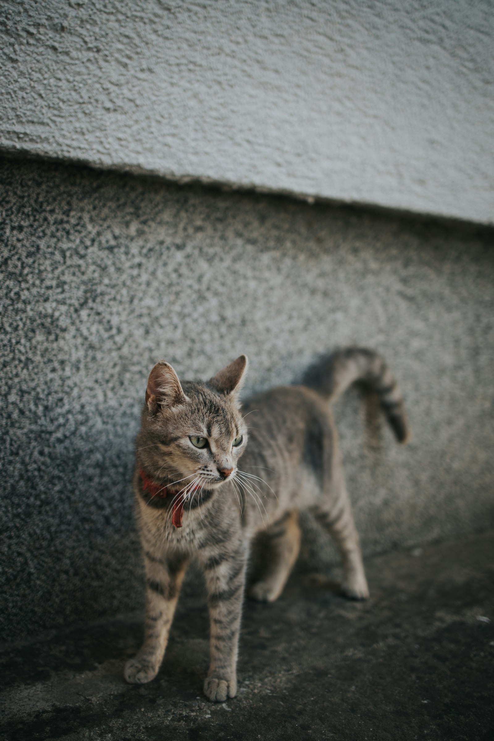 Canon EOS R sample photo. Brown tabby cat on photography