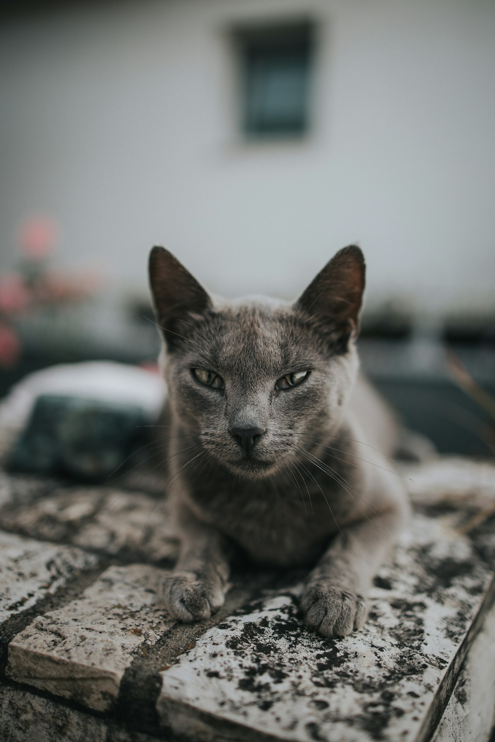 Canon EOS R sample photo. Gray cat on white photography