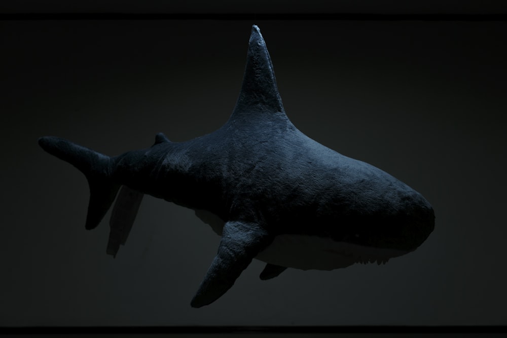 black shark in body of water
