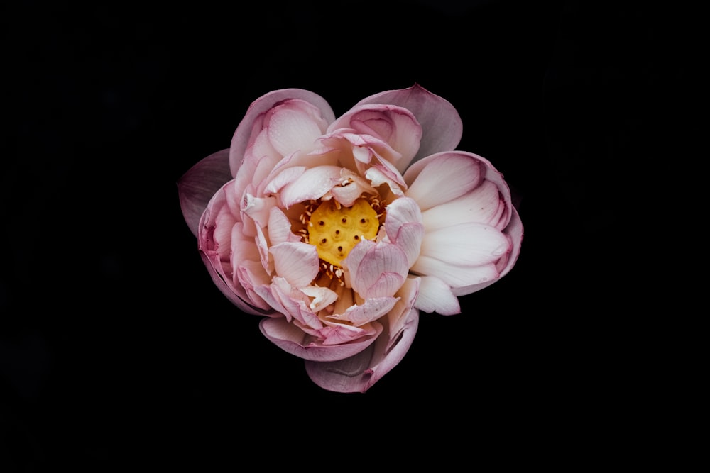 pink and white flower in black background