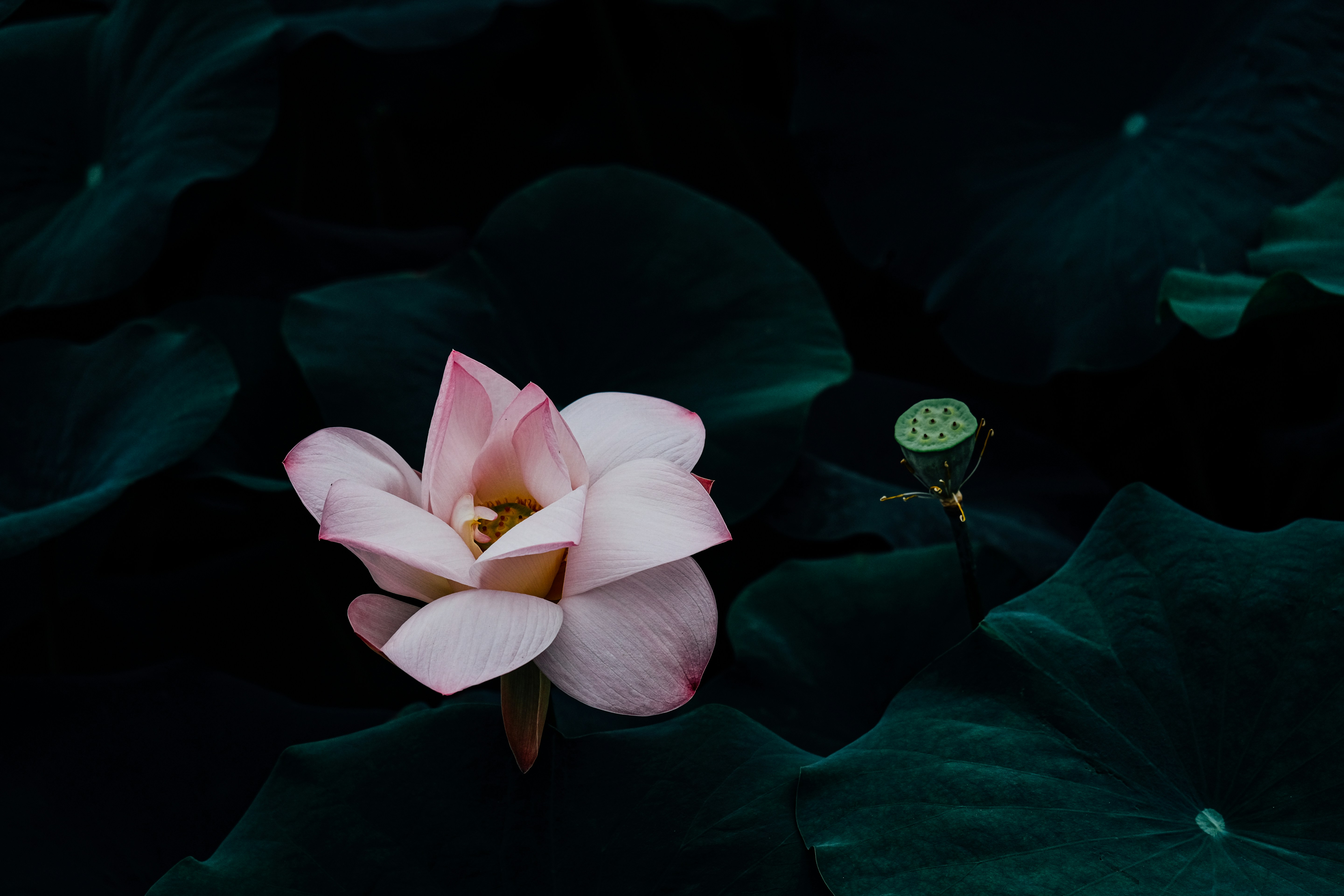 Photo by chriszhang0806