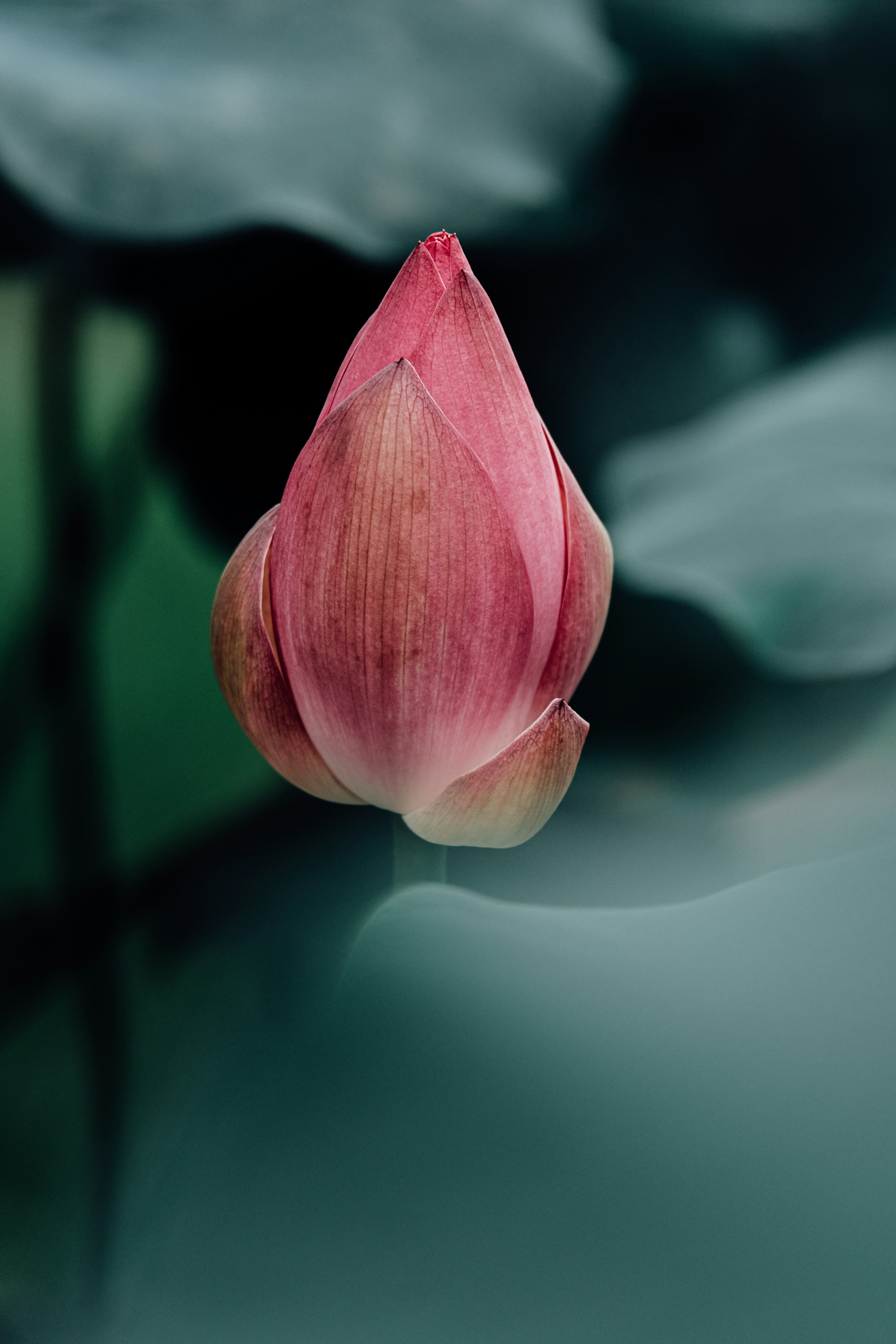 Photo by chriszhang0806