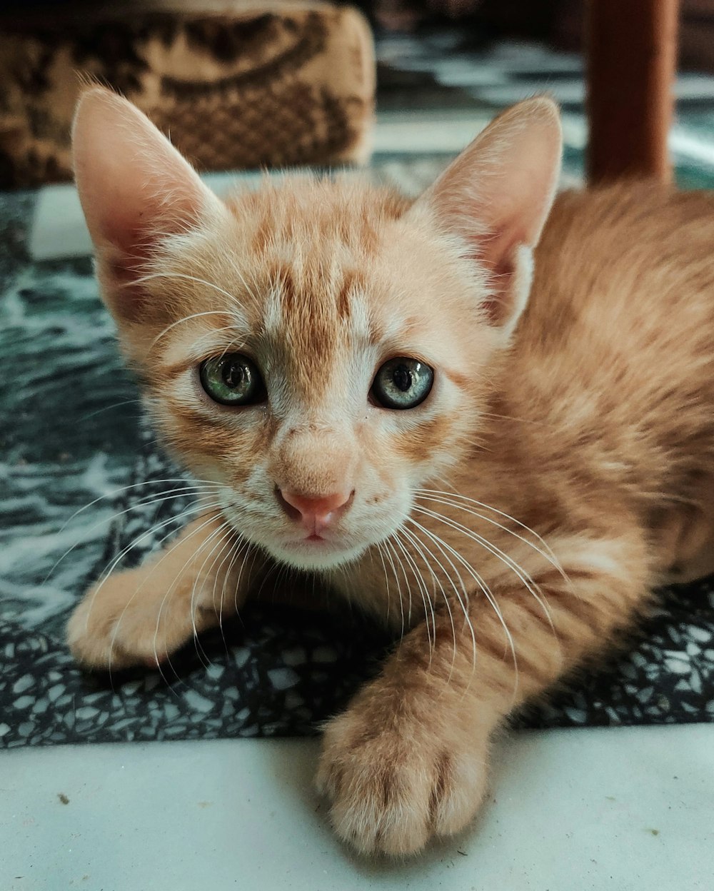 orange tabby kitten lying on black and white textile