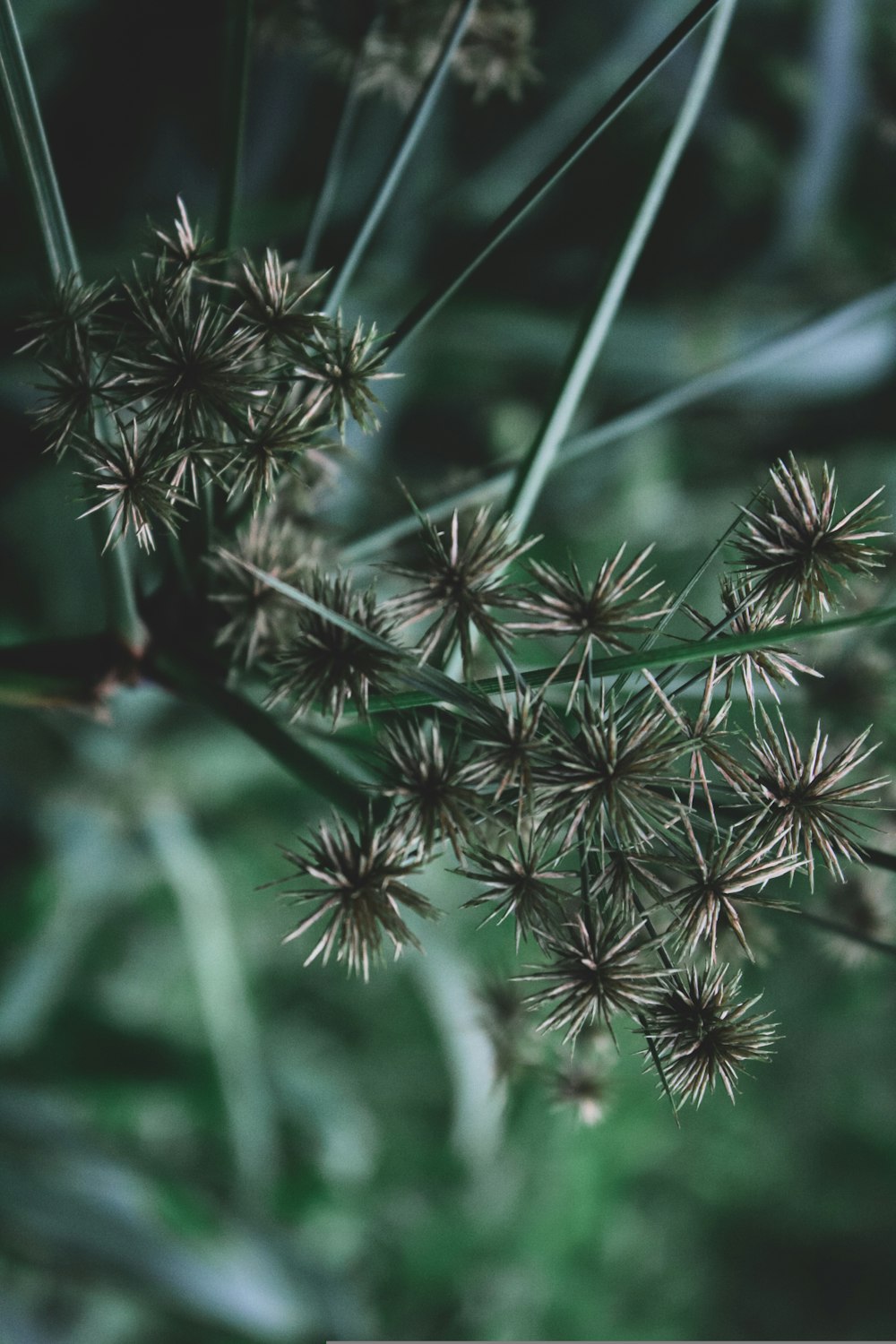 brown and green plant in close up photography