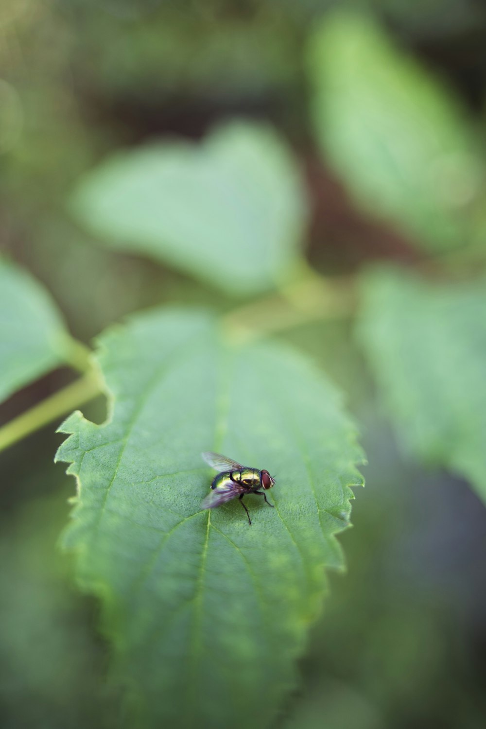 green and black bug on green leaf