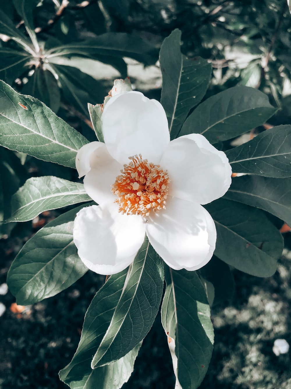 white flower with green leaves