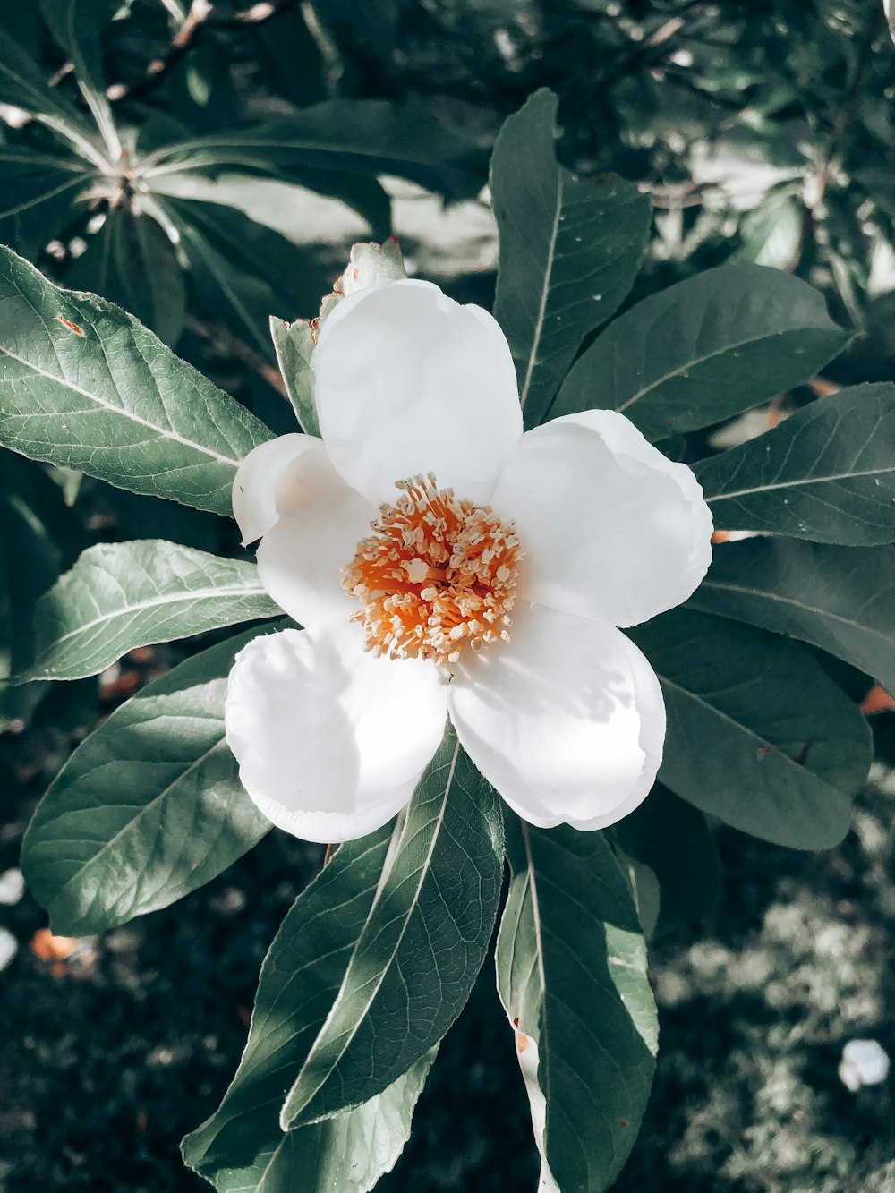 fleur blanche avec des feuilles vertes