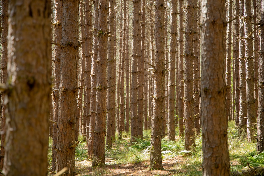 brown and green trees during daytime