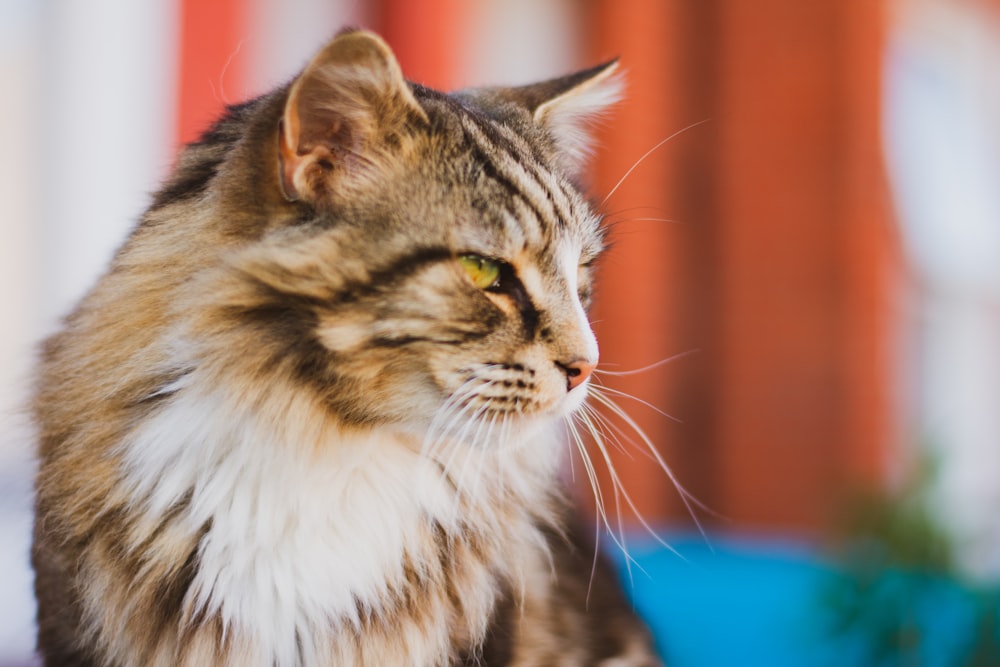 brown and white tabby cat