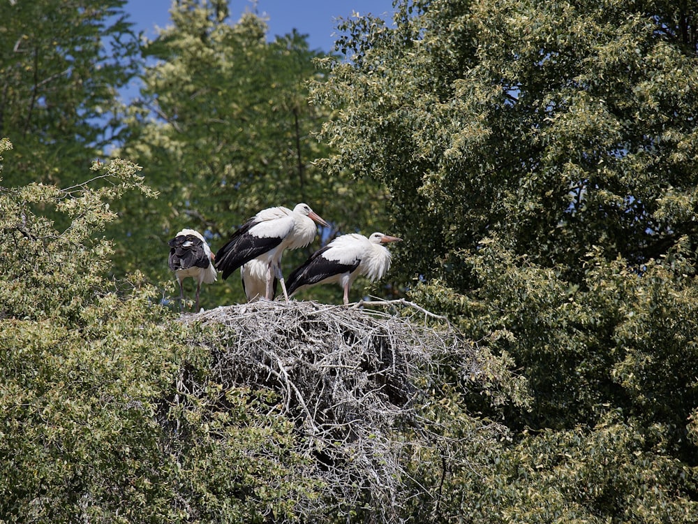 white birds on green tree during daytime