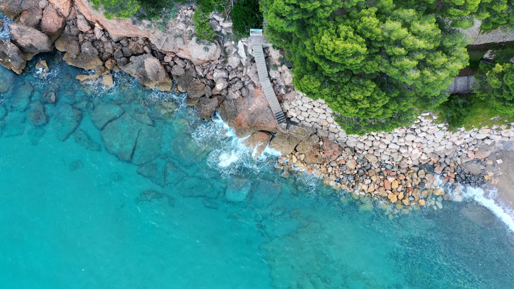 昼間の水辺の緑の木々