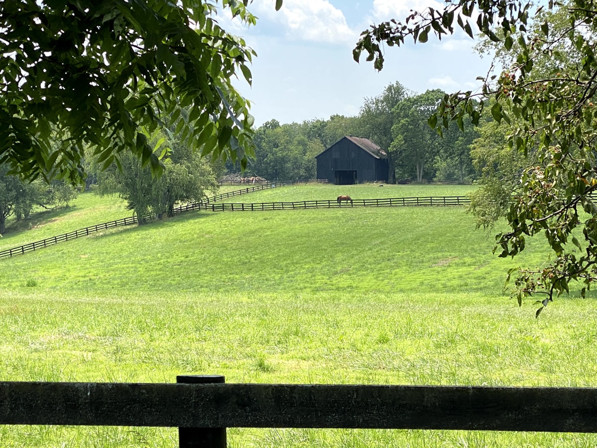 Bluegrass field with brown wooden fence outside Lancaster, Kentucky