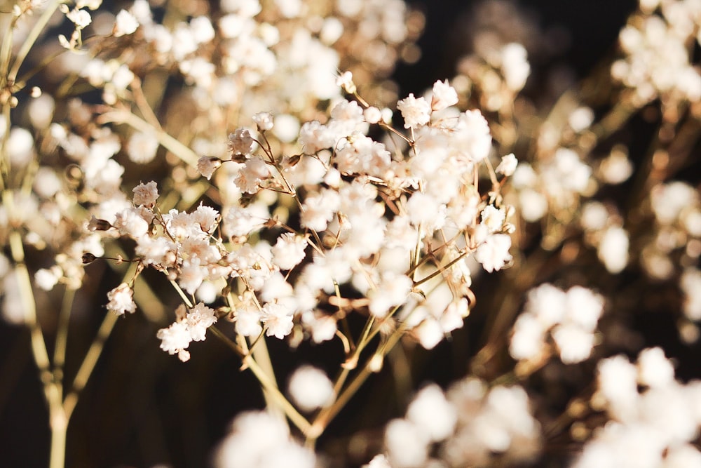 white flowers in tilt shift lens