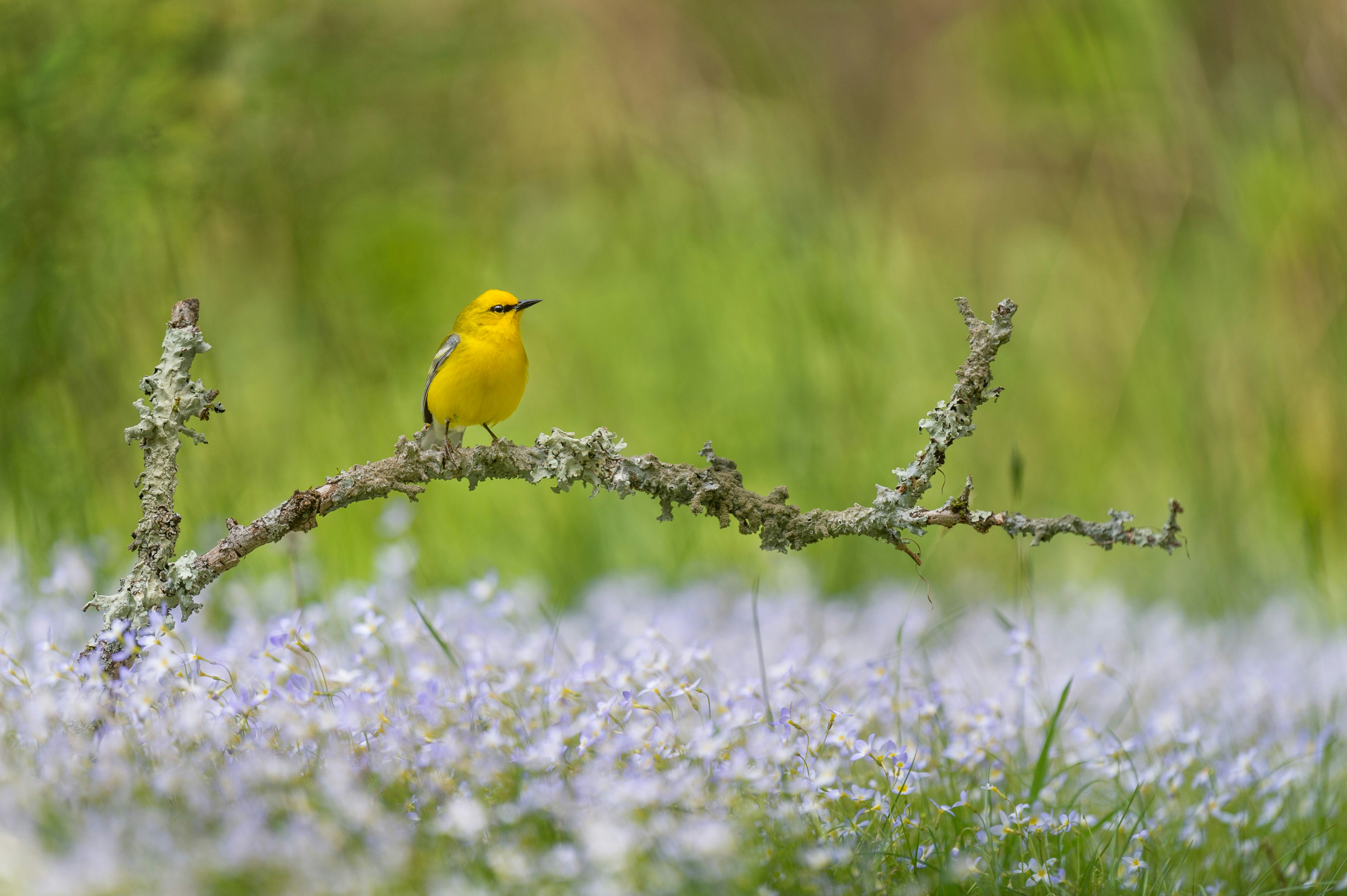 yellow bird on brown tree branch during daytime