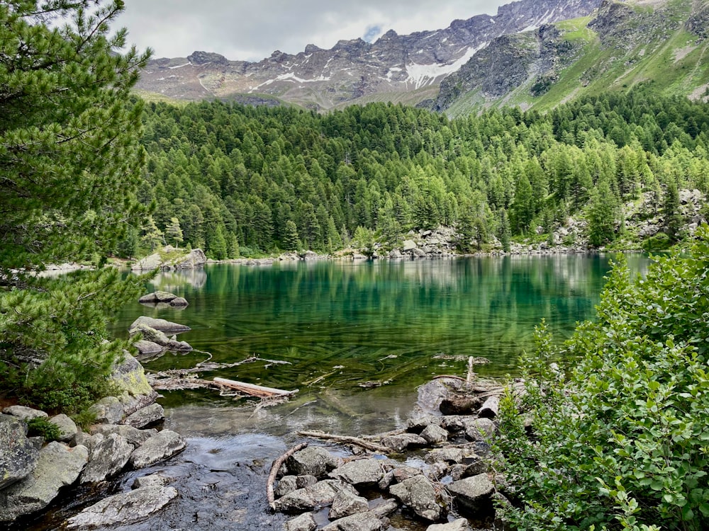 alberi verdi vicino al lago durante il giorno