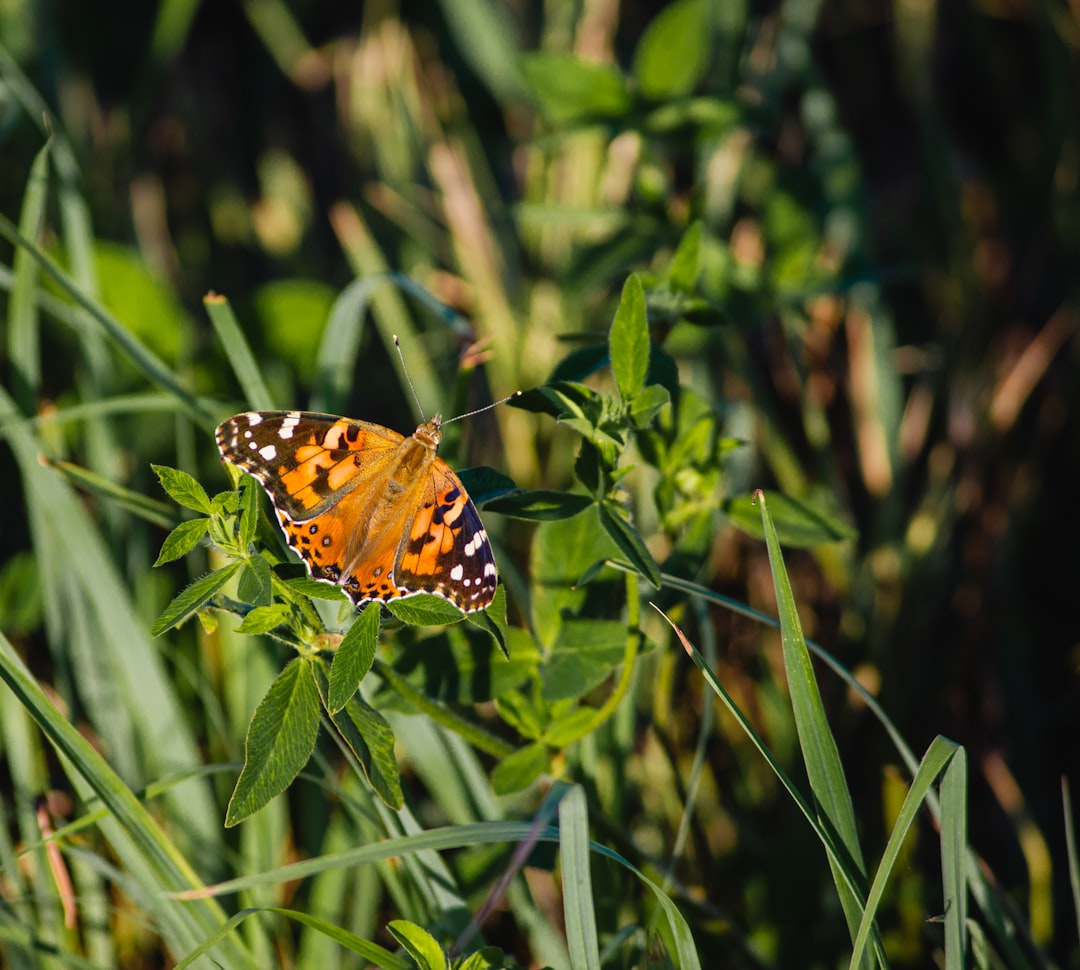 brown black and white butterfly perched on green plant during daytime