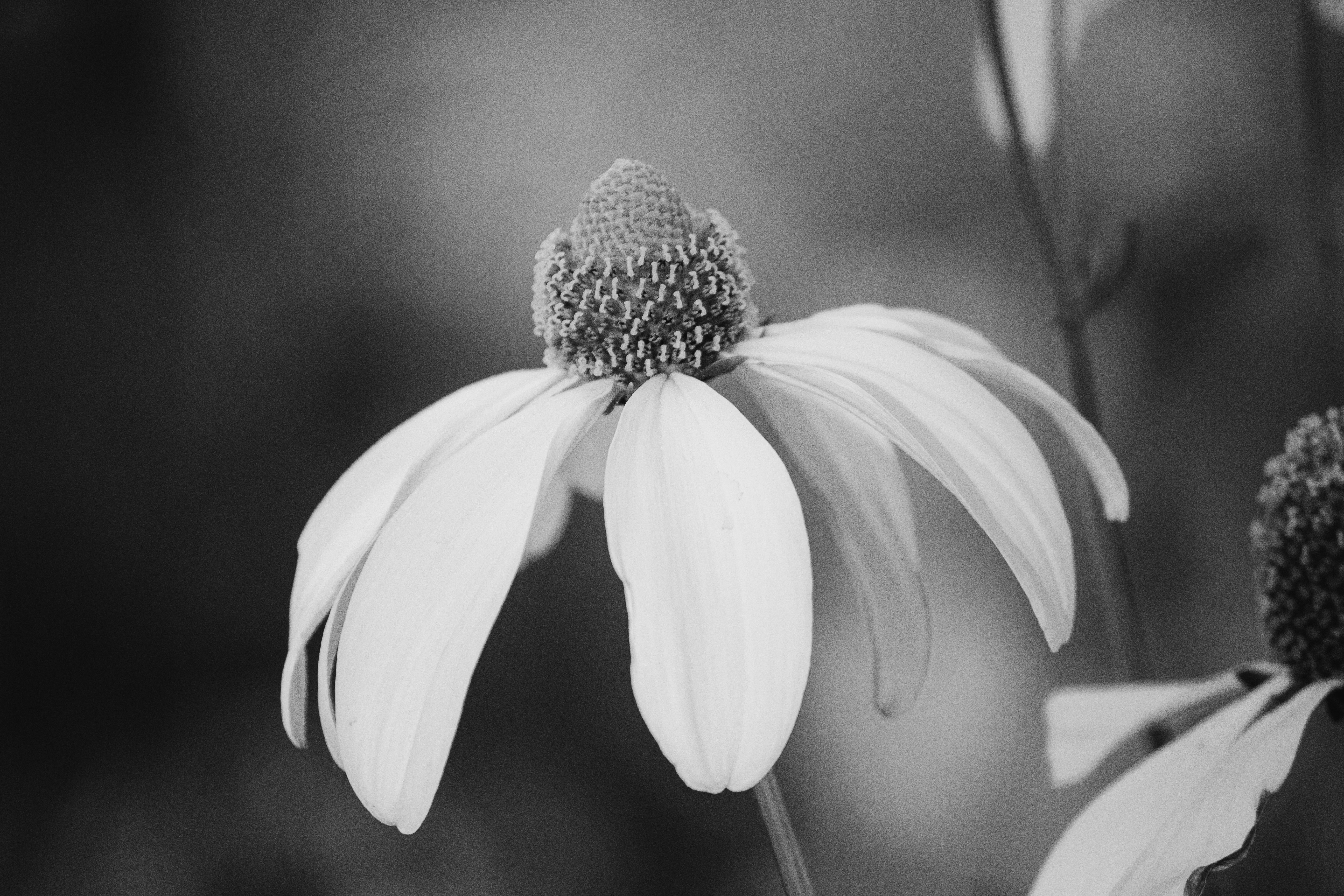 grayscale photo of white flower