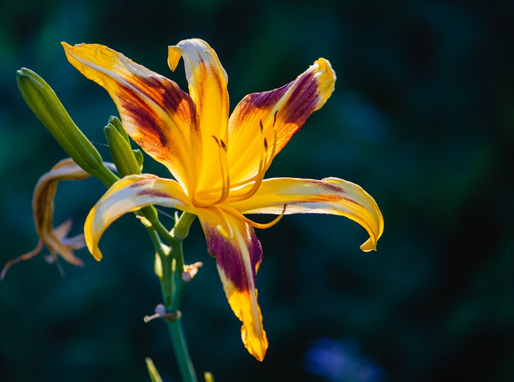 yellow flower in tilt shift lens