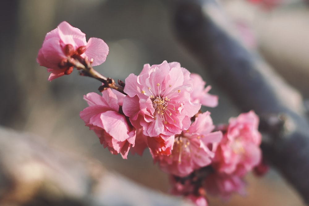 pink cherry blossom in close up photography