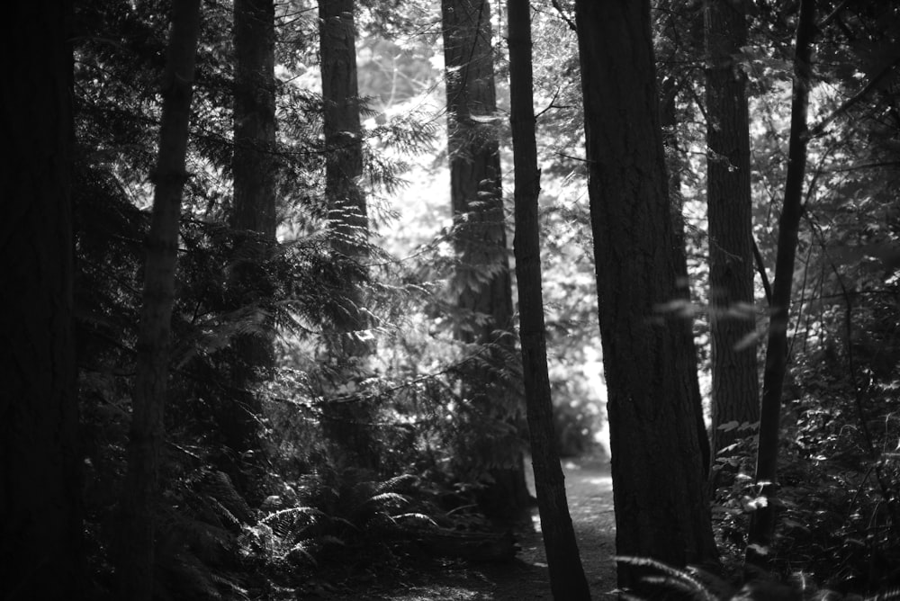 grayscale photo of trees in forest