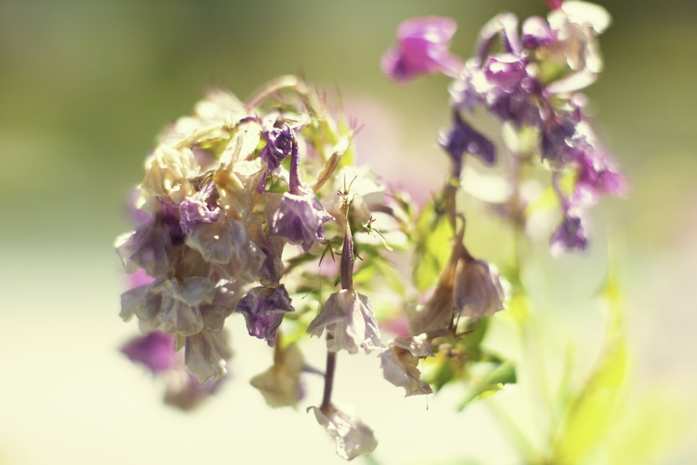 pink and white flower in tilt shift lens