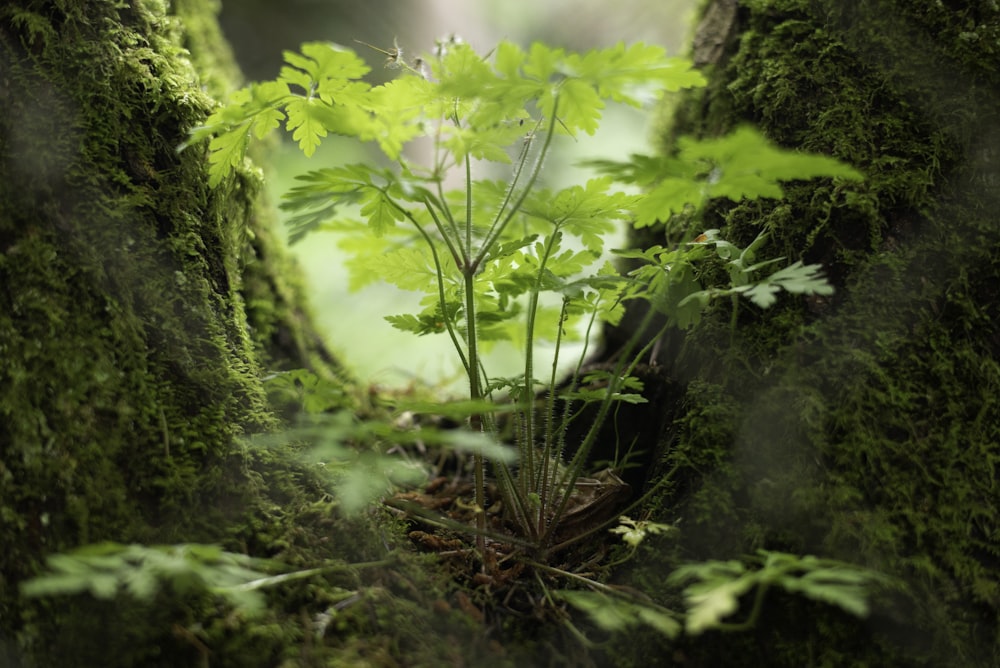 green plant on brown soil