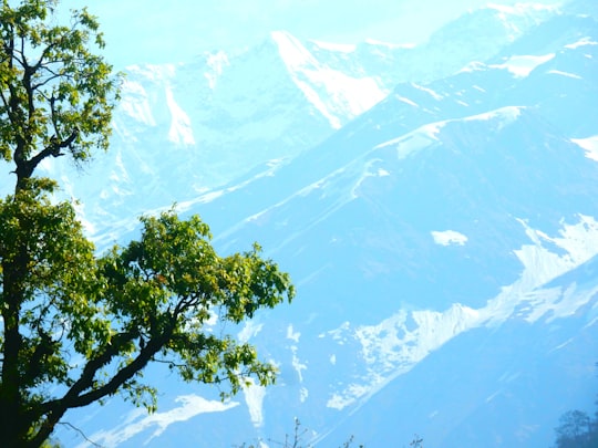 green tree near snow covered mountain during daytime in Rudraprayag India