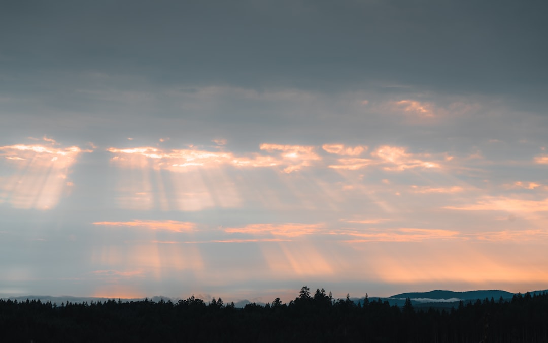 silhouette of trees under cloudy sky during sunset