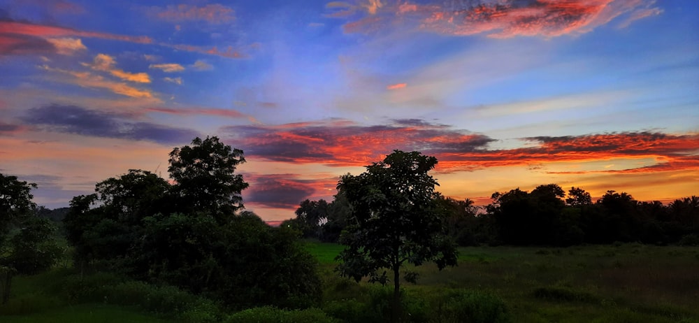 green trees under orange and blue sky