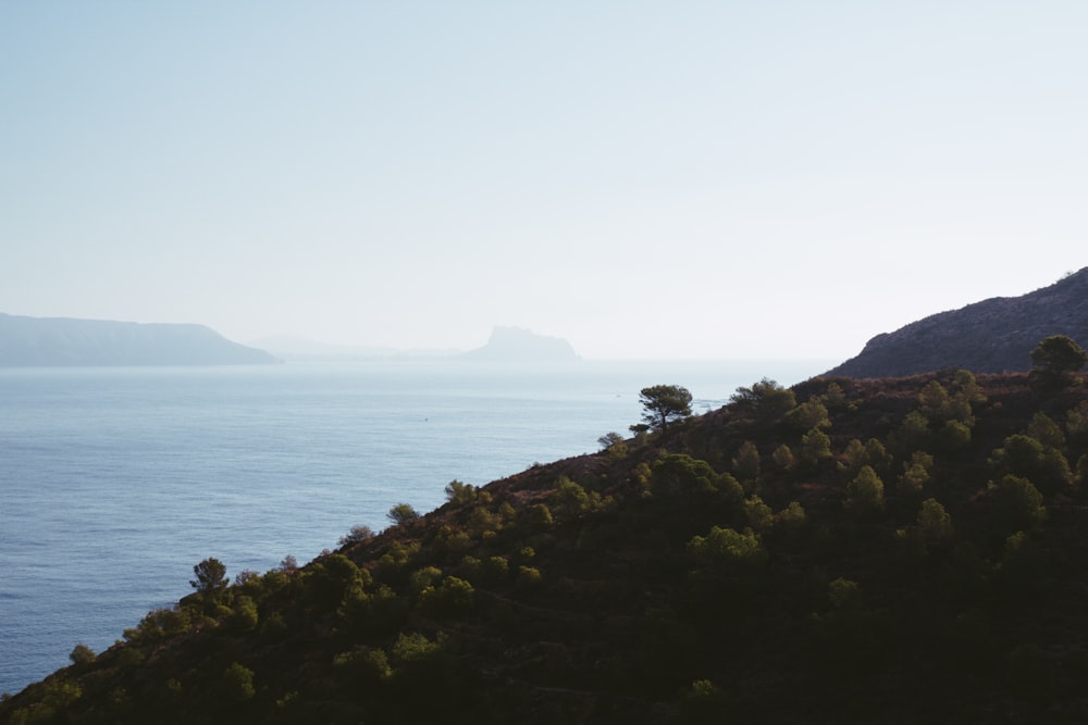 green trees near body of water during daytime