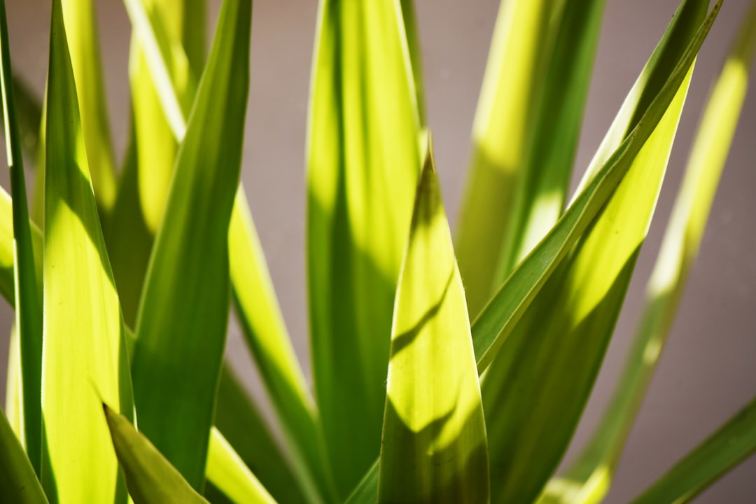 green leaf plant in close up photography