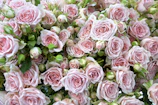 pink roses in close up photography