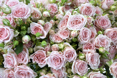 pink roses in close up photography