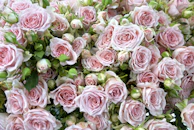 pink roses in close up photography