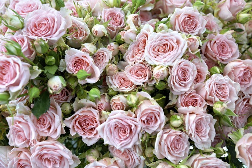 pink roses in close up photography