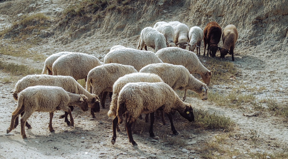 herd of sheep on green grass field during daytime