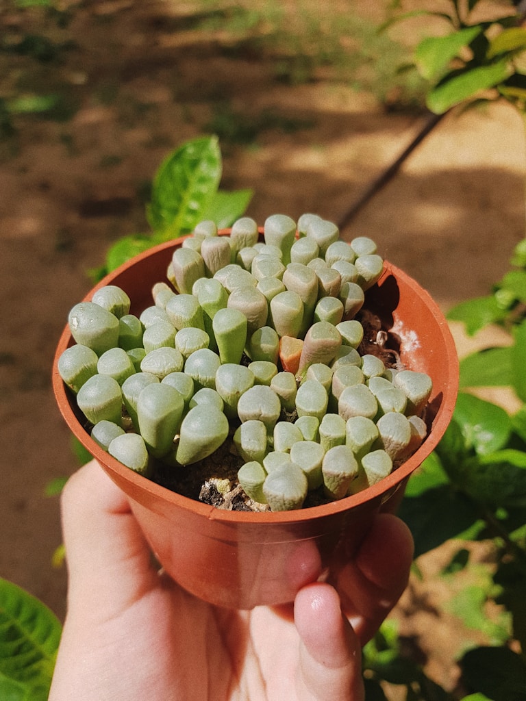 Handcrafted Ceramic Planter