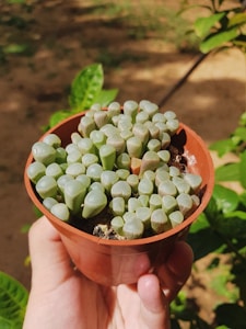 Blooming Lavender Pot