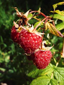 Close-up of ripe raspberries glistening with morning dew among wild foliage.