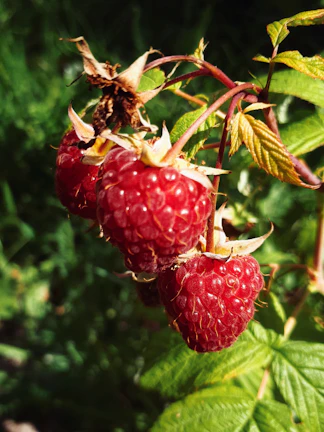 Close-up of ripe raspberries glistening with morning dew among wild foliage.