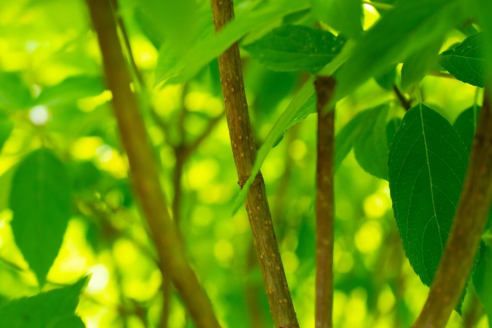 green leaf in macro photography