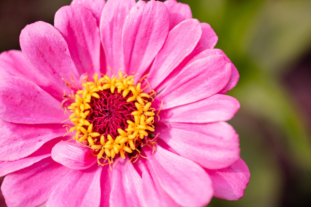 pink flower in tilt shift lens