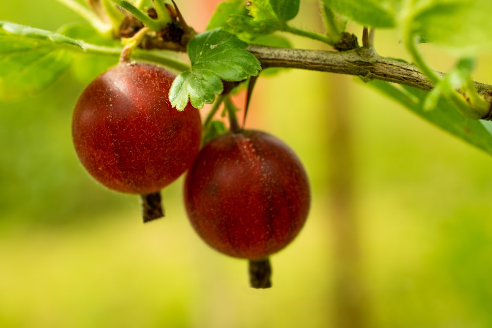 red round fruit on green leaves